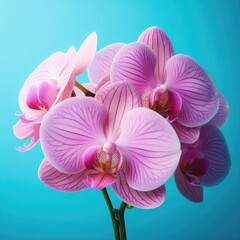 orchid on blue background
