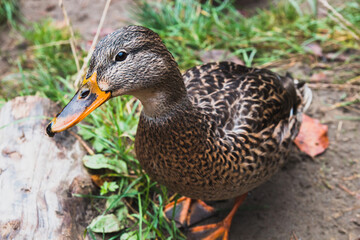 Wild duck
