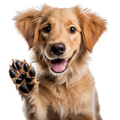 Golden retriever dog giving high five isolated on white background