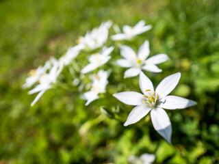 White beauty flowers in the field