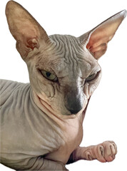 domestic cat of breed sphinx on white 