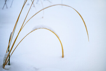 Curved dry blades of grass in the snow, calm nature still life in winter, greeting card for...
