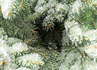 spruce needles in ice beautiful background