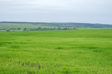 green field with cereal sprouts and blue sky