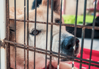 Portrait of lonely sad abandoned stray dog behind the fence at animal shelter. Best human's friend...
