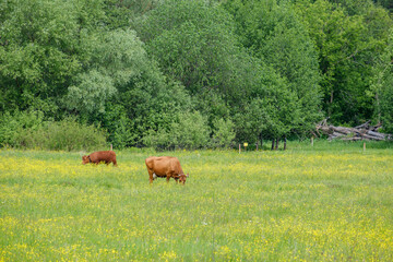 cows grazing on a green meadow on a summer day