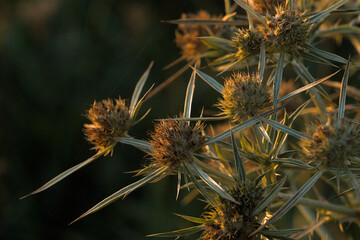 thorny plant photographed close up at sunset
