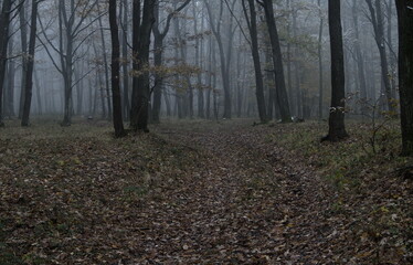 Obraz premium misty morning in the mysterious forest