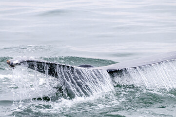 Tail fin of a surfacing whale, in Walvis Bay, Namibia.