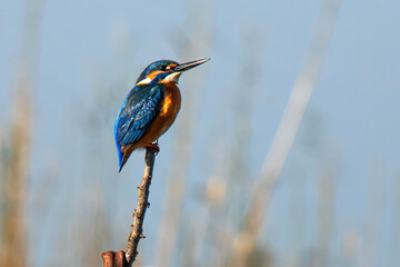 Kingfisher resting after hunting for food
