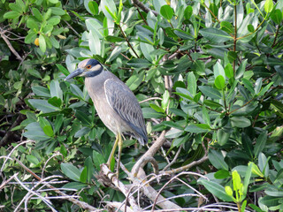 a Yellow crowned Night Heron