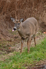 Naklejka na ściany i meble Funny White-tailed Deer doe steps out from the tall grass along the side of a road and sticks its tongue out as it grazes