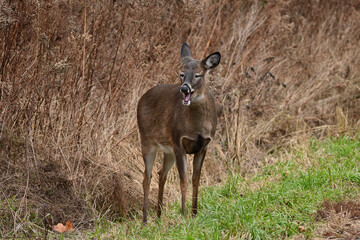 White-tailed Deer doe steps out from the tall grass along the side of a road and yawns with eyes closed