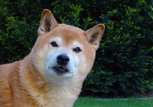 shiba inu looks questioningly