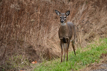 Alert White-tailed Deer doe steps out from the tall grass along the side of a road and looks around