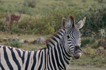 Fototapeta na wymiar Graceful zebras roam freely across the vast savanna of the Okavango Delta in Botswana, Africa, creating a captivating scene of wild beauty.