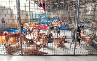 Lonely sad abandoned stray dogs behind the fence at animal shelter. Best human's friends waiting...