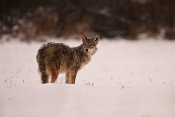 Winter scene of a coyote suffering with mange walking through a snow covered agriculture field - obrazy, fototapety, plakaty