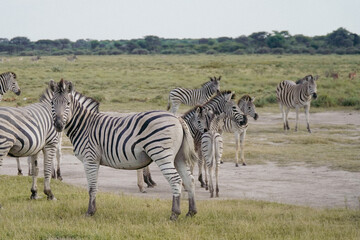 Fototapeta na wymiar Graceful zebras roam freely across the vast savanna of the Okavango Delta in Botswana, Africa, creating a captivating scene of wild beauty.