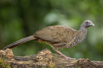 Colombian Chachalaca perched on a tree in a natural environment