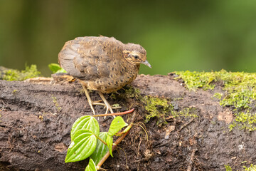 Little Tinamou chick in natural habitat