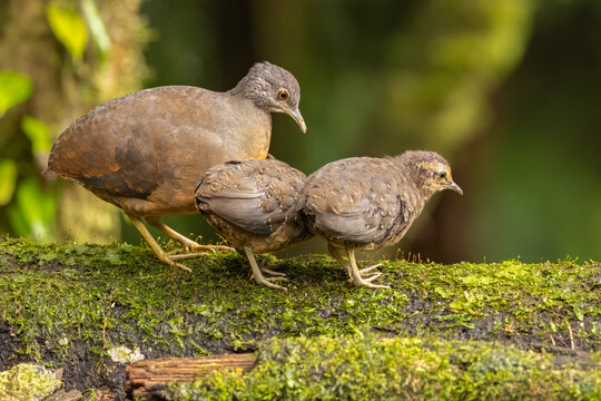 Little Tinamou family in natural habitat