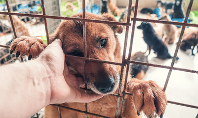 Portrait of lonely sad abandoned stray dog behind the fence at animal shelter. Best human's friend is waiting for a forever home. Animal rescue concept - obrazy, fototapety, plakaty