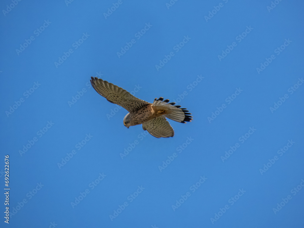 Wall mural kestrel bird of prey hovering in a bright blue sky