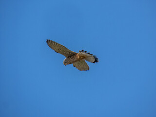 kestrel bird of prey hovering in a bright blue sky