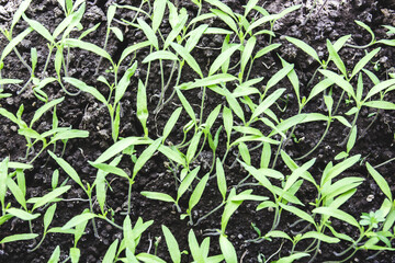 Young small green shoots grow from the ground, close-up, top view - 692624203