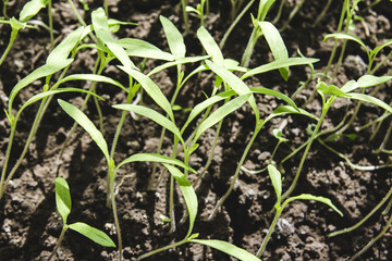 Young small green shoots grow from the ground, close-up, top view - 692624214