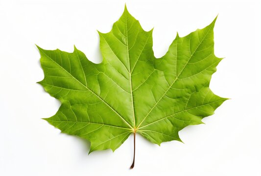 a green leaf on a white background