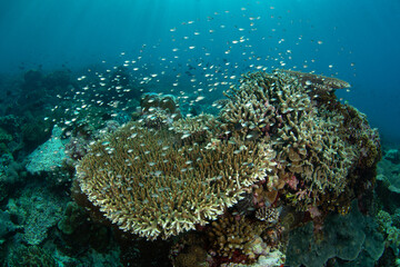 Naklejka na ściany i meble Small, colorful fish swim amongst healthy corals near the island of Ambon, Indonesia. This beautiful, tropical area harbors extraordinary marine biodiversity.