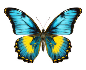 Blue and yellow butterfly macro isolated. Vibrant insect with detailed wings
