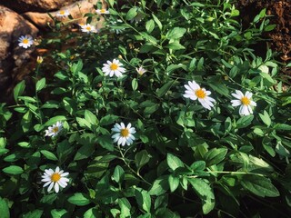 chamomiles flowers blossom with a sunshine breeze in the morning 