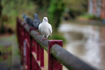 pigeon on the pier