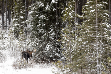 moose in woods with snow and trees
