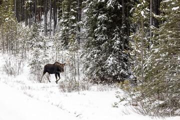 moose in woods with snow and trees
