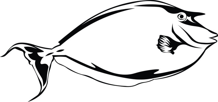 Cartoon Black and White Isolated Illustration Vector Of A Dory Fish