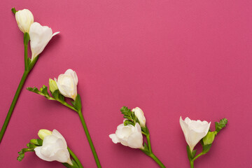 Fototapeta na wymiar White fresia flower on color background, top view
