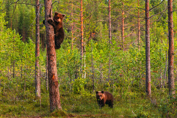 bear cub in the forest