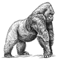 Vintage engraving isolated gorilla set illustration ape ink sketch. Monkey kong background primate silhouette art. Black and white hand drawn image © Turaev