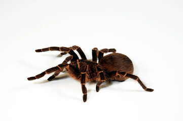 Argentinische Vogelspinne // Argentinian Tarantula (Acanthoscurria cordubensis)