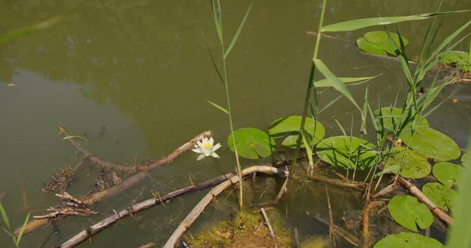 Pretty white flower of water lily and damselfly on a surface of pond