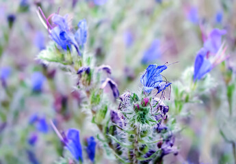 Bright colorful background with summer wildflowers.