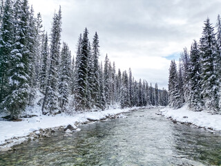 snow covered trees in forest with a river flowing clean clear water