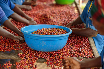 cropped photo of female workers working on the plantation and sorting coffee fruits. Rwanda. Coffee...