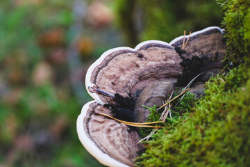 dark gray belted bracket fungus on moss covered tree stump. Ganoderma sp. or Fomitopsis sp. - obrazy, fototapety, plakaty