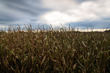 Field of dying corn in autumn against a cloud filled sky