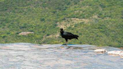 ave en hierve el agua oxaca